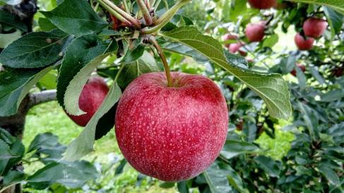 apple hanging on tree branch